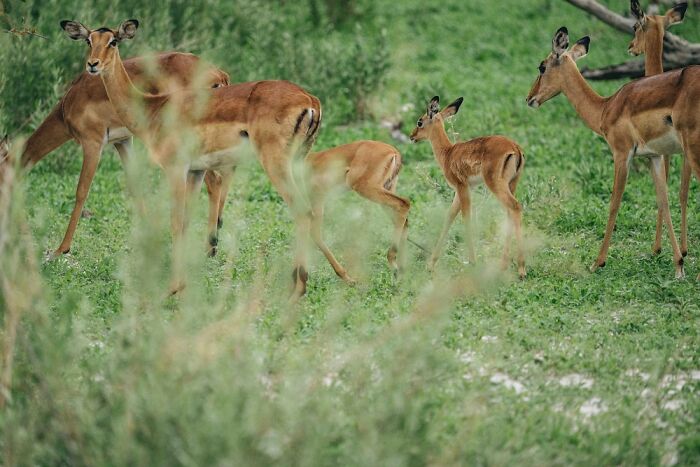 The Okavango Delta Is Africa’s Hidden Eden: My 33 Photos With Facts Prove Why