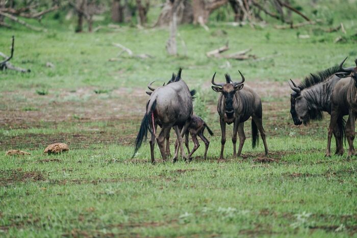 The Okavango Delta Is Africa’s Hidden Eden: My 33 Photos With Facts Prove Why