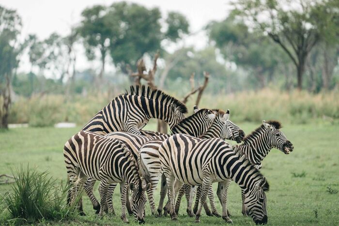 The Okavango Delta Is Africa’s Hidden Eden: My 33 Photos With Facts Prove Why