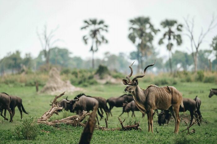The Okavango Delta Is Africa’s Hidden Eden: My 33 Photos With Facts Prove Why
