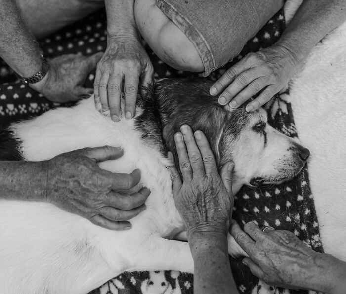 23 Touching Photos That Capture The Final Moments Between Pets And Their Humans