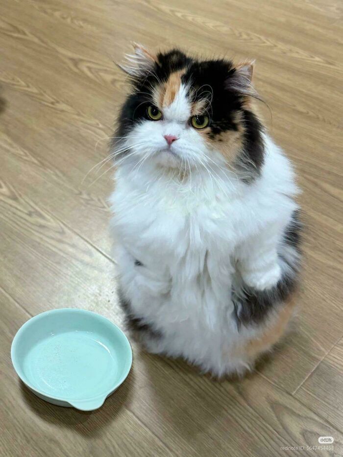 117 Cats Doing Cat Shenanigans And Being Cute At The Same Time
