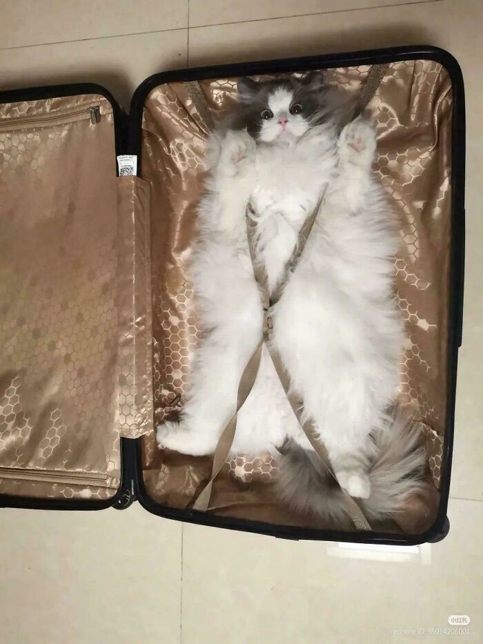 117 Cats Doing Cat Shenanigans And Being Cute At The Same Time