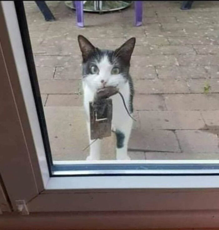117 Cats Doing Cat Shenanigans And Being Cute At The Same Time