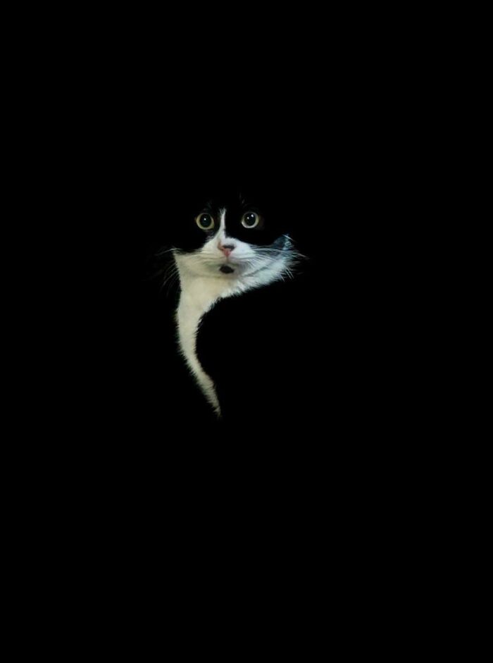 117 Cats Doing Cat Shenanigans And Being Cute At The Same Time