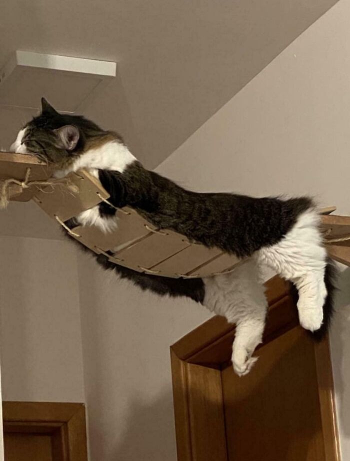 117 Cats Doing Cat Shenanigans And Being Cute At The Same Time
