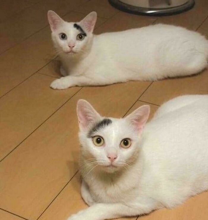 117 Cats Doing Cat Shenanigans And Being Cute At The Same Time