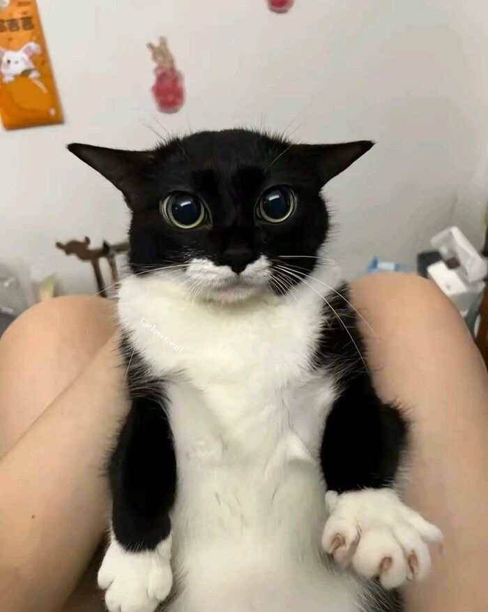 117 Cats Doing Cat Shenanigans And Being Cute At The Same Time