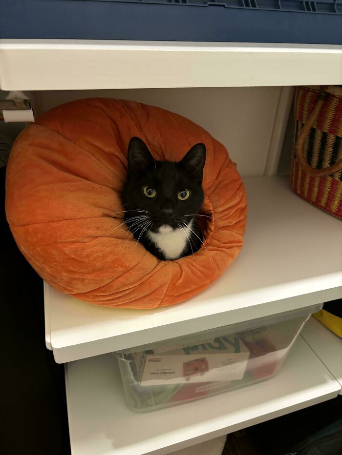 117 Cats Doing Cat Shenanigans And Being Cute At The Same Time