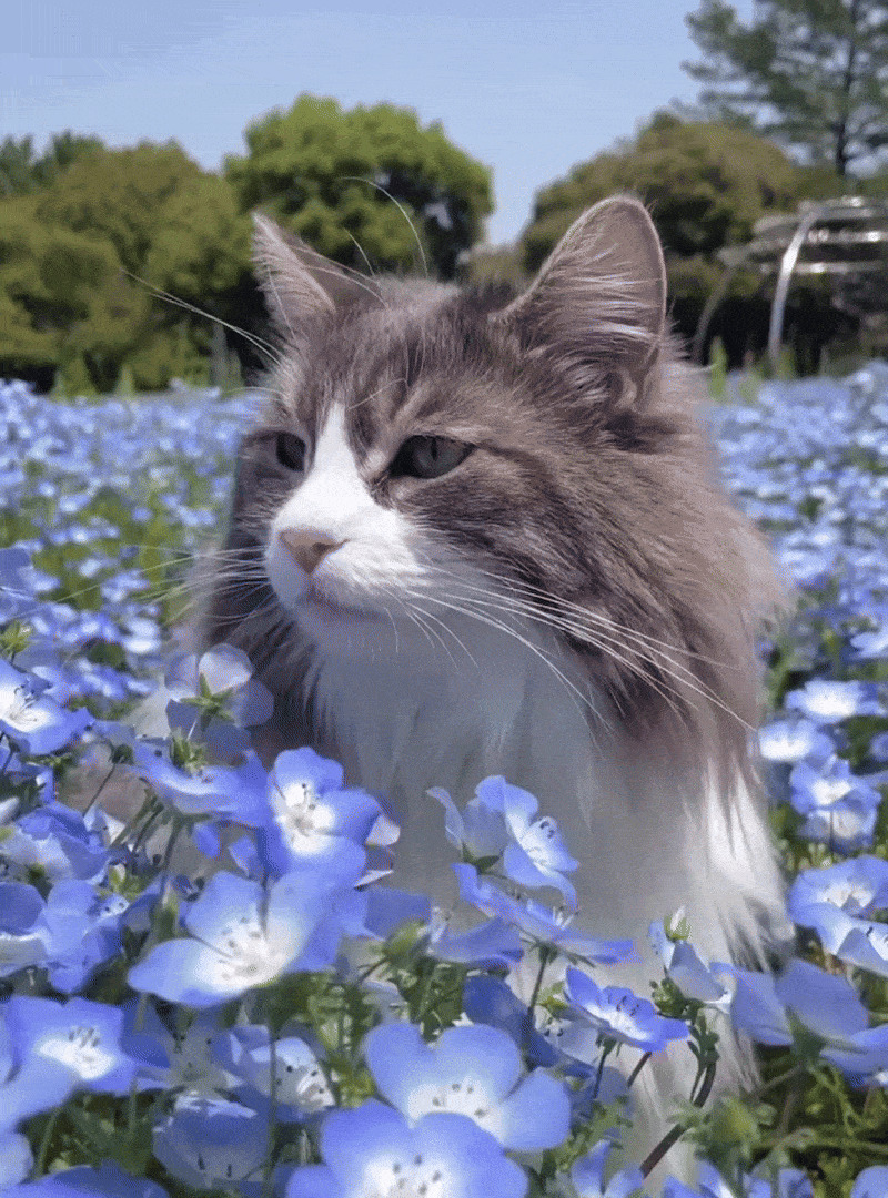 117 Cats Doing Cat Shenanigans And Being Cute At The Same Time