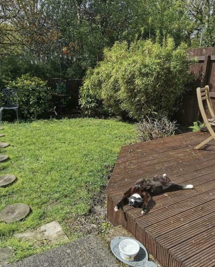 117 Cats Doing Cat Shenanigans And Being Cute At The Same Time