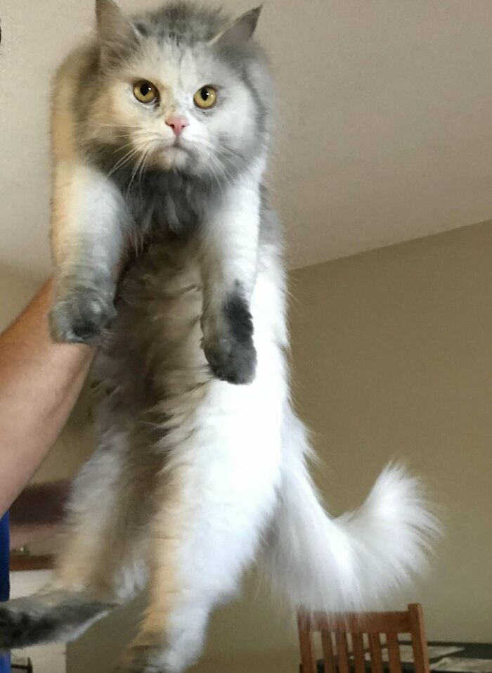 117 Cats Doing Cat Shenanigans And Being Cute At The Same Time