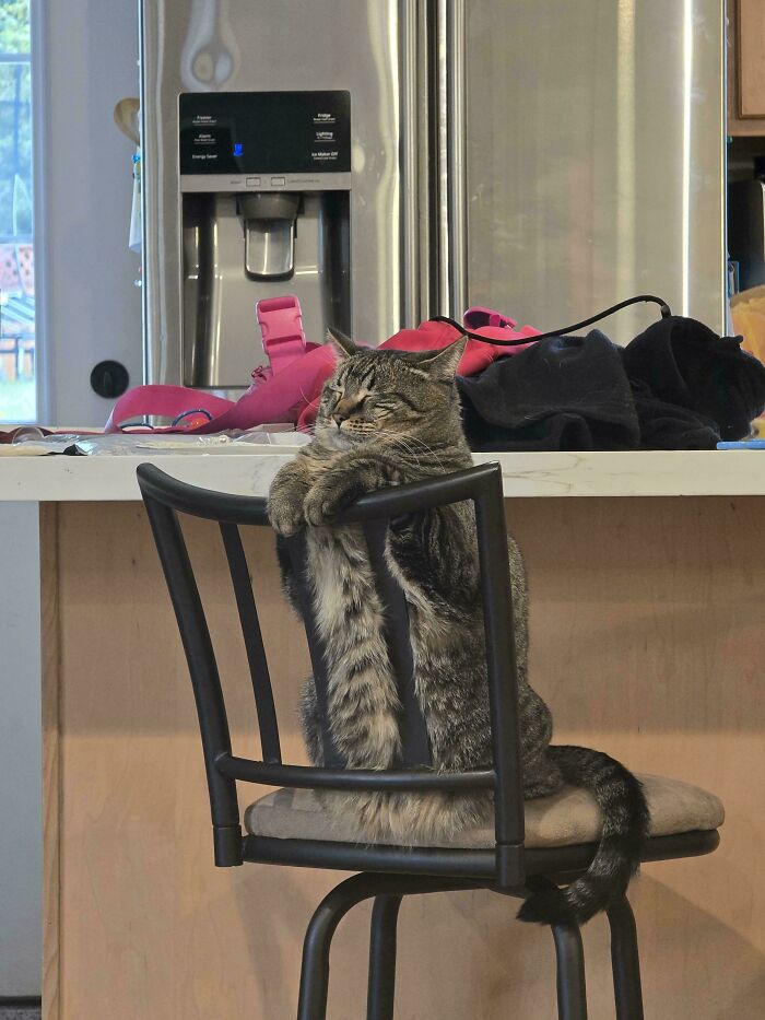 117 Cats Doing Cat Shenanigans And Being Cute At The Same Time