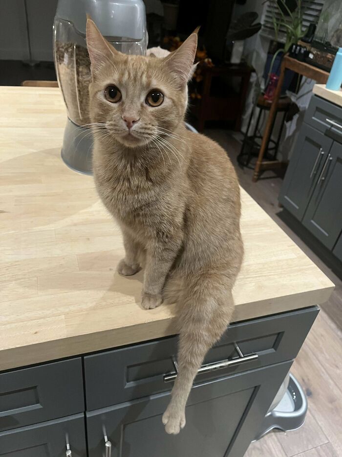 117 Cats Doing Cat Shenanigans And Being Cute At The Same Time