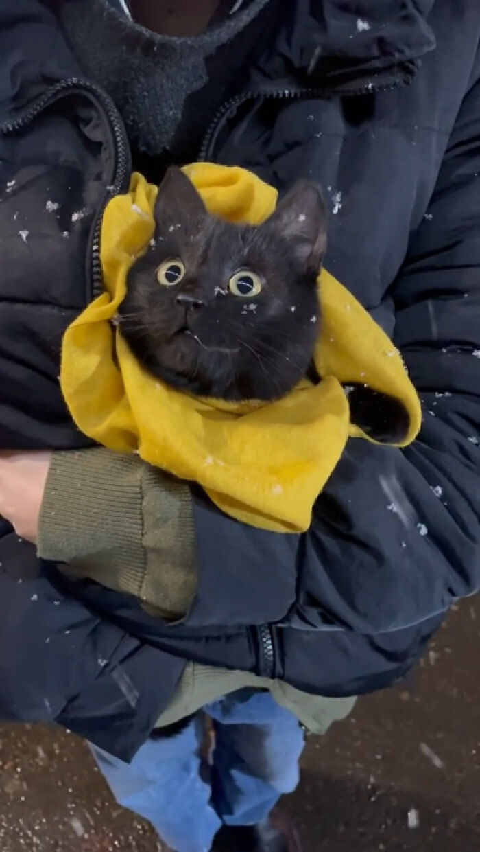 117 Cats Doing Cat Shenanigans And Being Cute At The Same Time