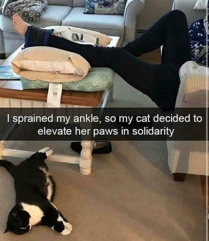 117 Cats Doing Cat Shenanigans And Being Cute At The Same Time