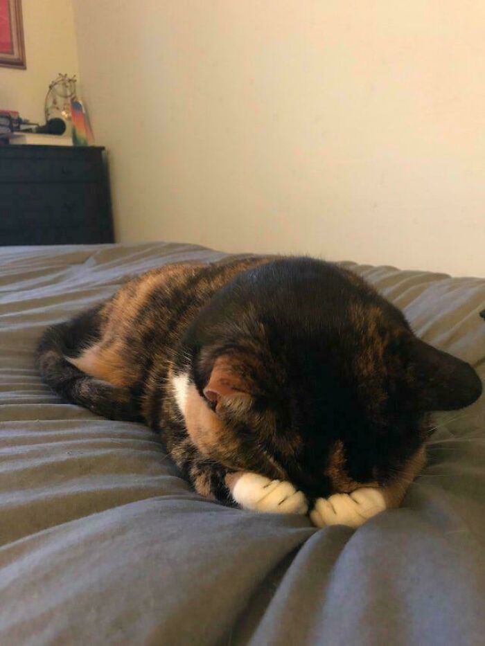 117 Cats Doing Cat Shenanigans And Being Cute At The Same Time