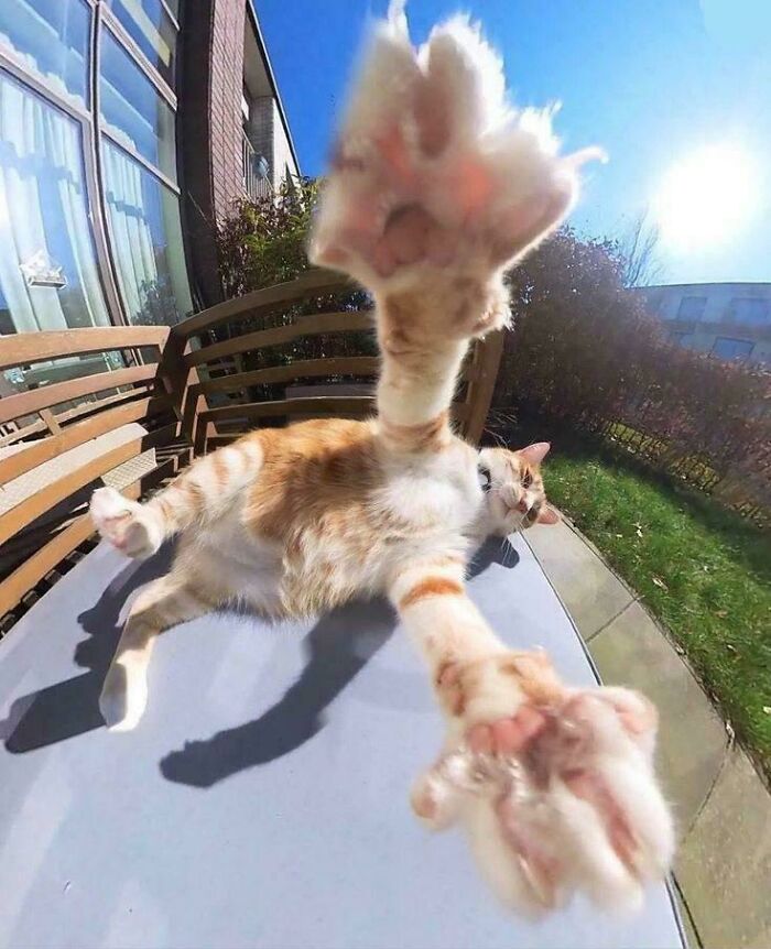 117 Cats Doing Cat Shenanigans And Being Cute At The Same Time