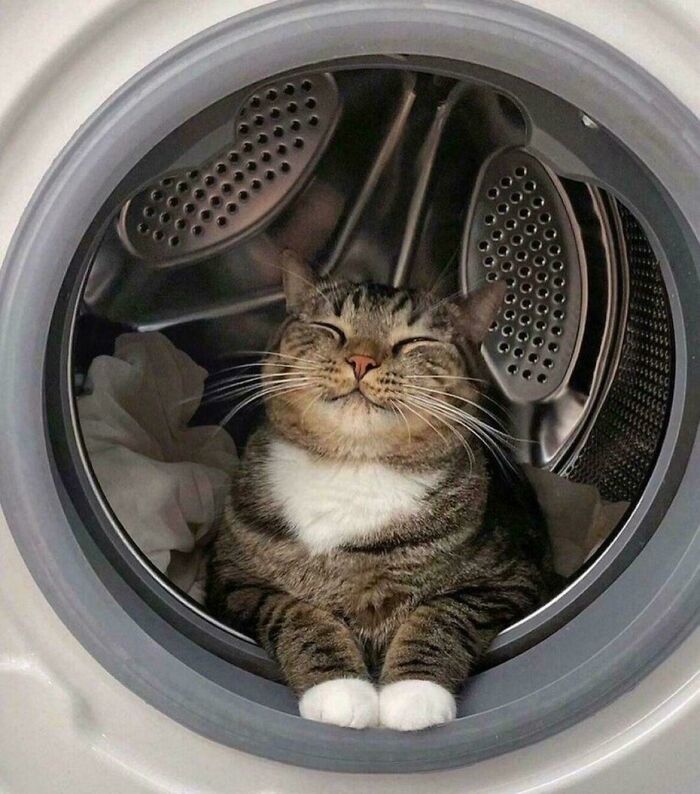 117 Cats Doing Cat Shenanigans And Being Cute At The Same Time