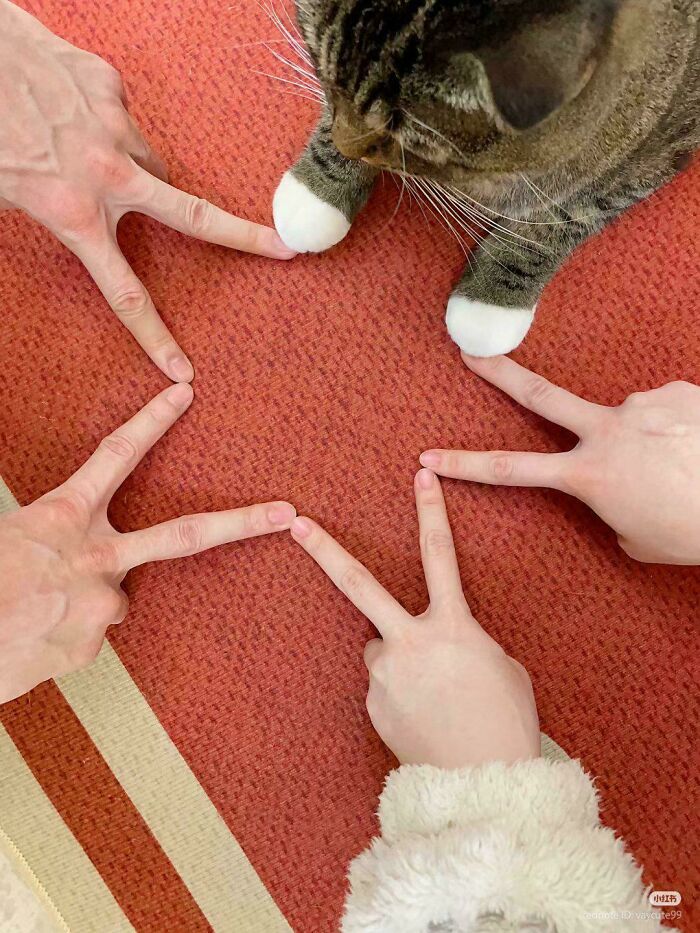 117 Cats Doing Cat Shenanigans And Being Cute At The Same Time