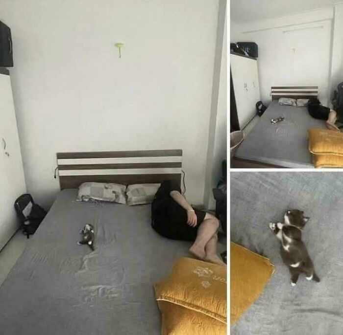 117 Cats Doing Cat Shenanigans And Being Cute At The Same Time