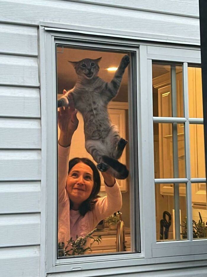 117 Cats Doing Cat Shenanigans And Being Cute At The Same Time