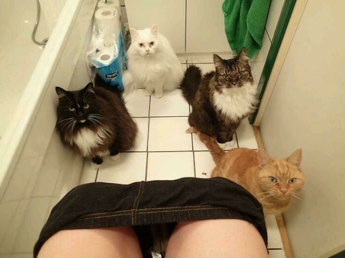 117 Cats Doing Cat Shenanigans And Being Cute At The Same Time