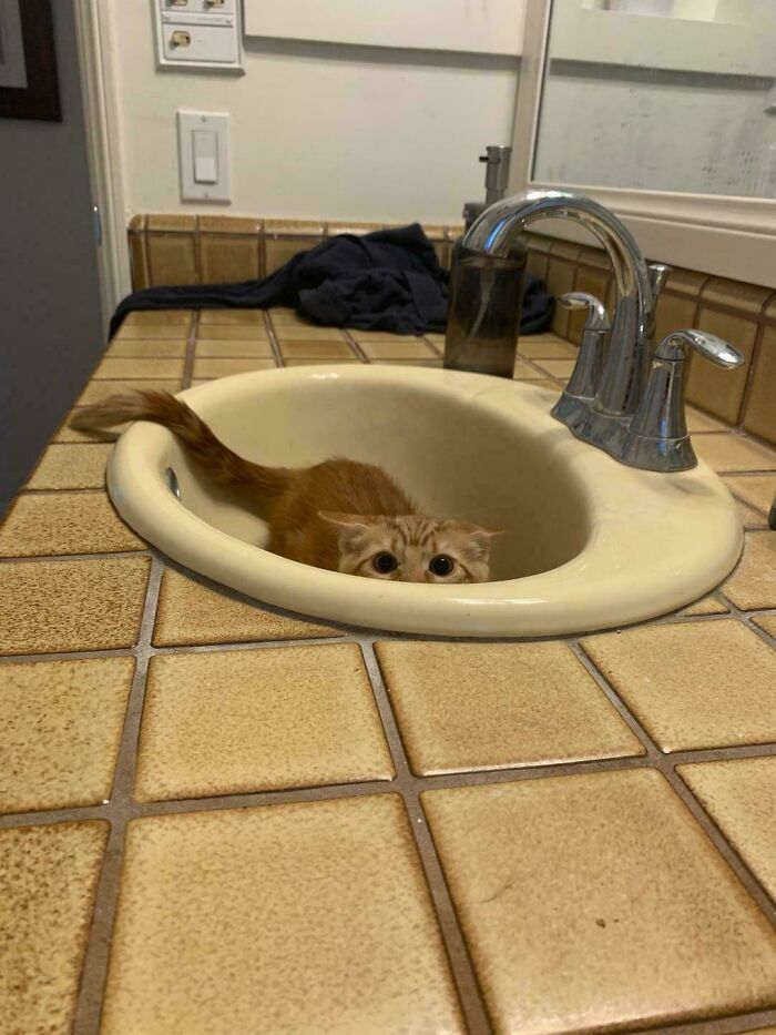 117 Cats Doing Cat Shenanigans And Being Cute At The Same Time