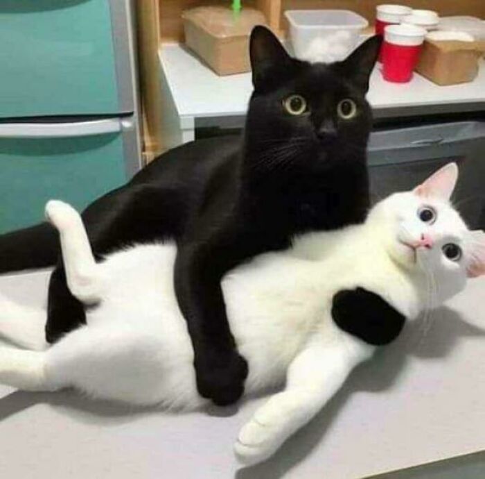 117 Cats Doing Cat Shenanigans And Being Cute At The Same Time
