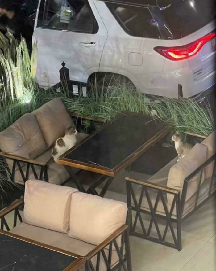 117 Cats Doing Cat Shenanigans And Being Cute At The Same Time
