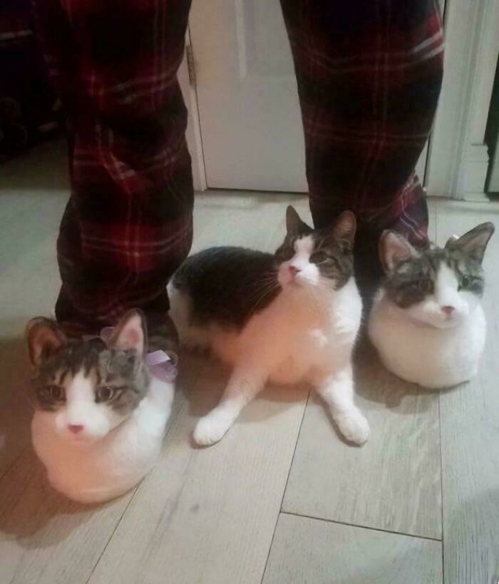 117 Cats Doing Cat Shenanigans And Being Cute At The Same Time