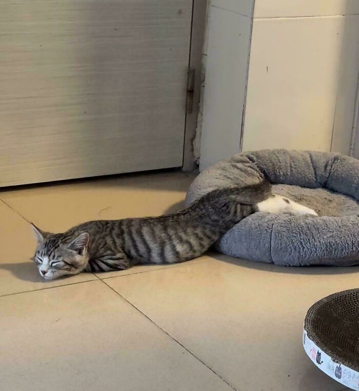 117 Cats Doing Cat Shenanigans And Being Cute At The Same Time