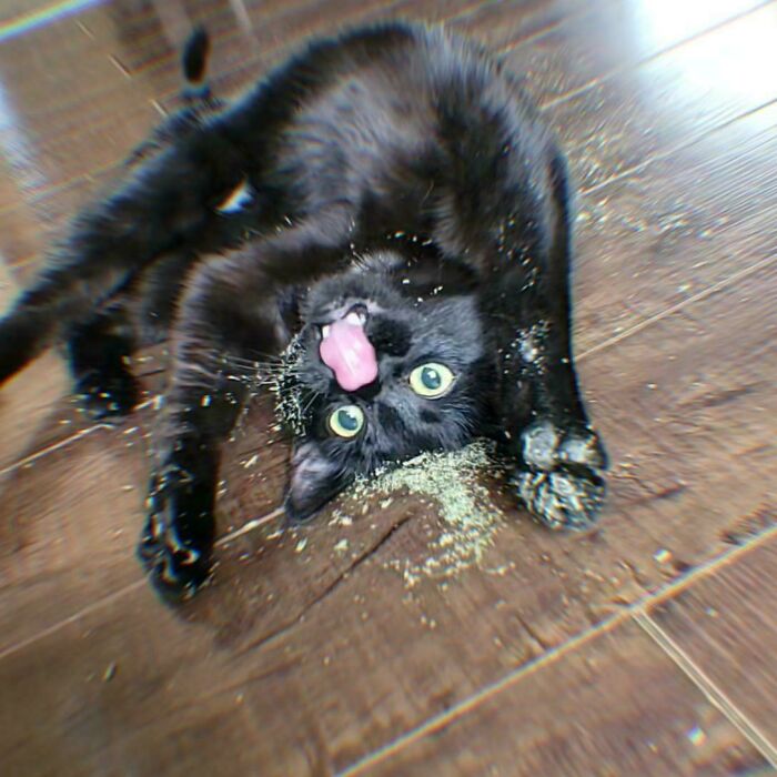 117 Cats Doing Cat Shenanigans And Being Cute At The Same Time