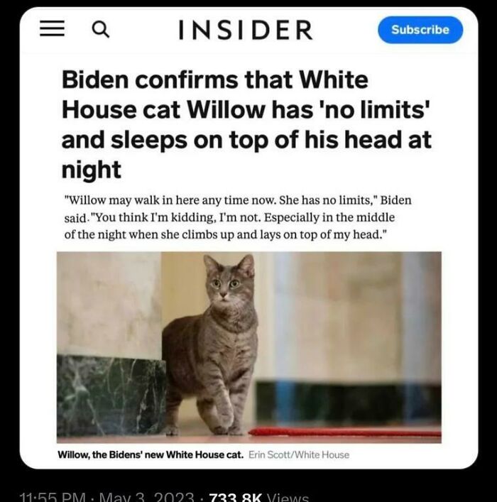 117 Cats Doing Cat Shenanigans And Being Cute At The Same Time