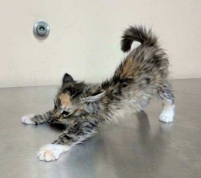 117 Cats Doing Cat Shenanigans And Being Cute At The Same Time