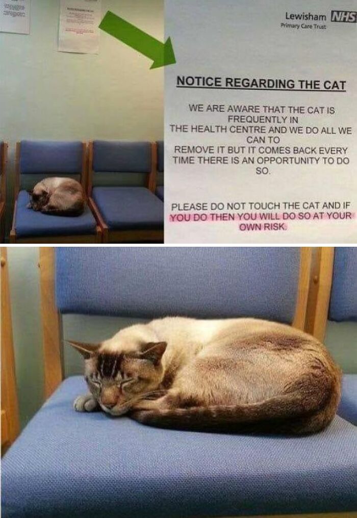 117 Cats Doing Cat Shenanigans And Being Cute At The Same Time