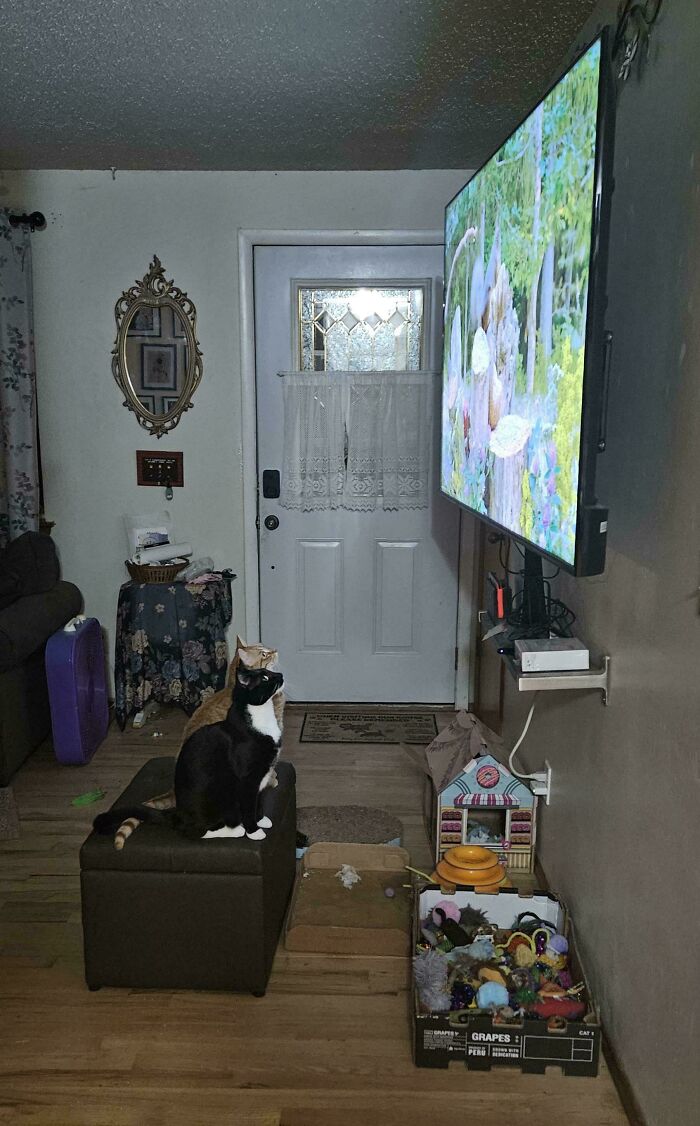 117 Cats Doing Cat Shenanigans And Being Cute At The Same Time
