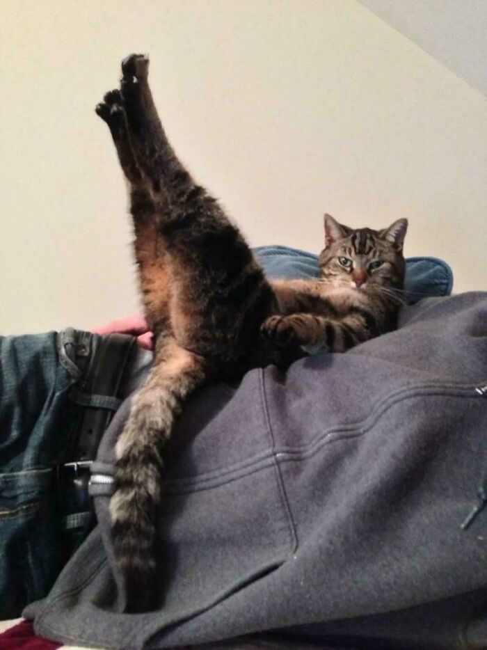 117 Cats Doing Cat Shenanigans And Being Cute At The Same Time