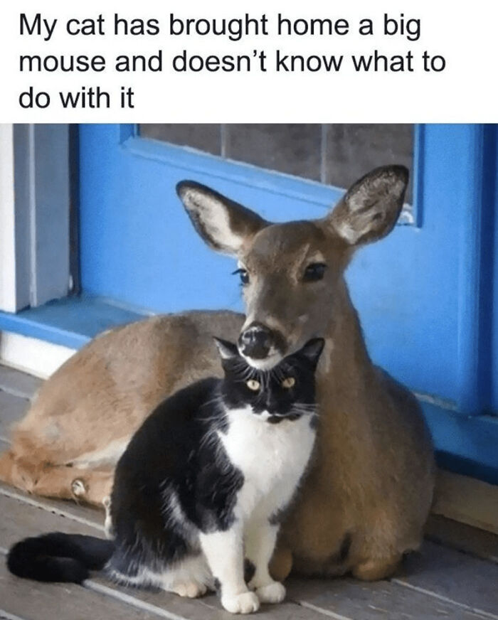 117 Cats Doing Cat Shenanigans And Being Cute At The Same Time