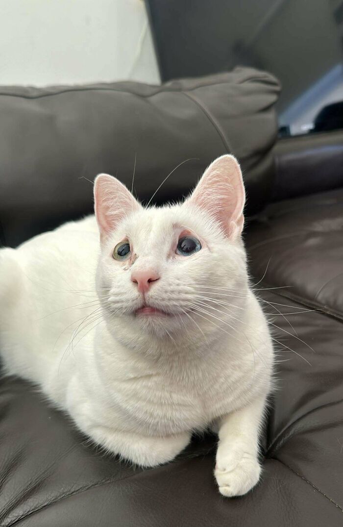 117 Cats Doing Cat Shenanigans And Being Cute At The Same Time