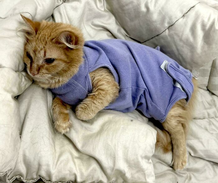 117 Cats Doing Cat Shenanigans And Being Cute At The Same Time
