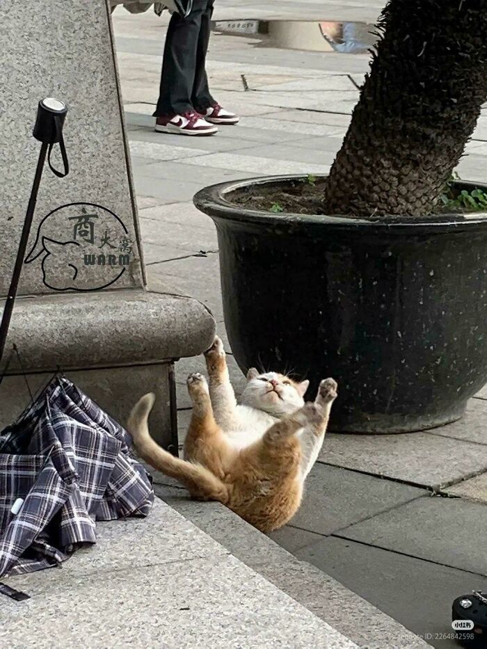 117 Cats Doing Cat Shenanigans And Being Cute At The Same Time