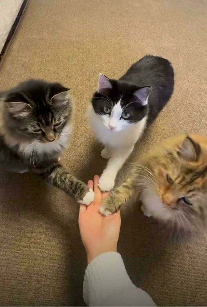 117 Cats Doing Cat Shenanigans And Being Cute At The Same Time