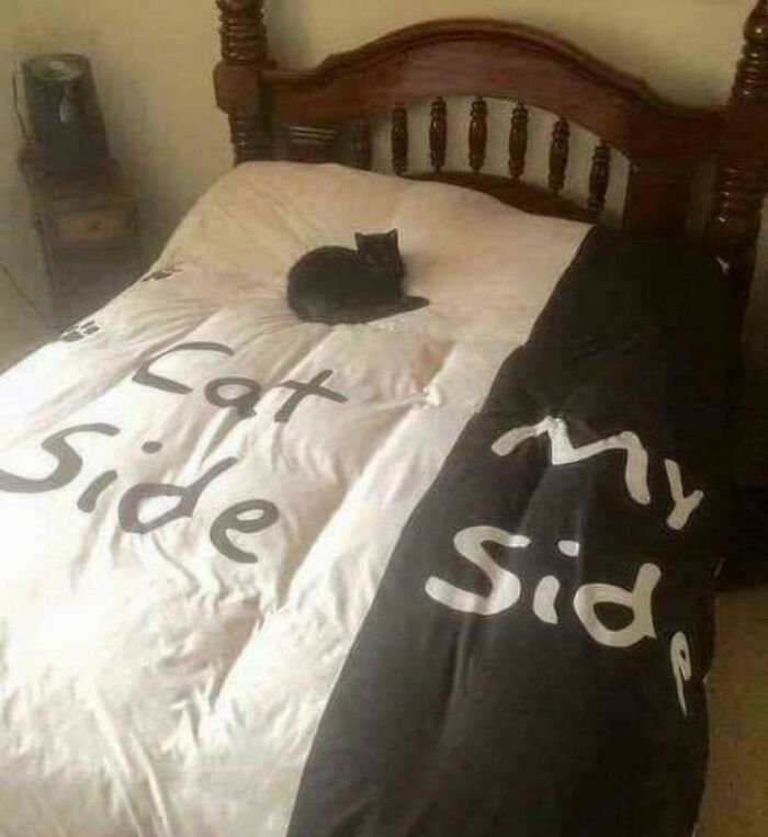 117 Cats Doing Cat Shenanigans And Being Cute At The Same Time