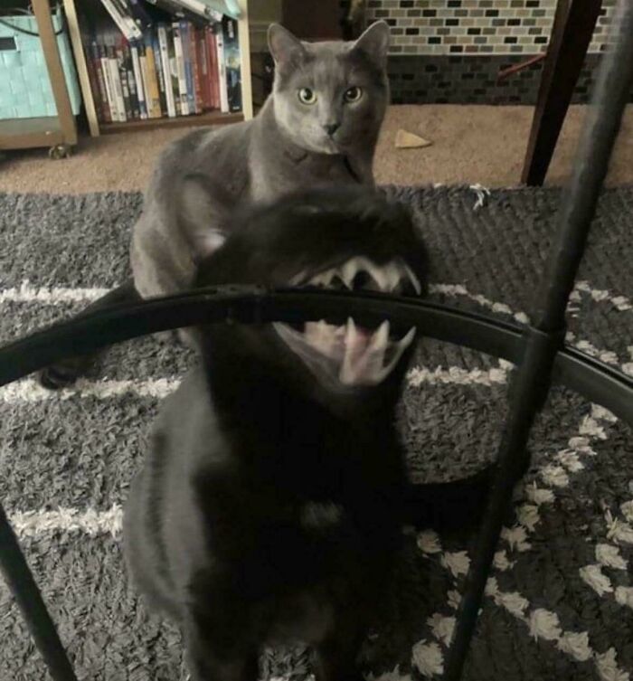 117 Cats Doing Cat Shenanigans And Being Cute At The Same Time