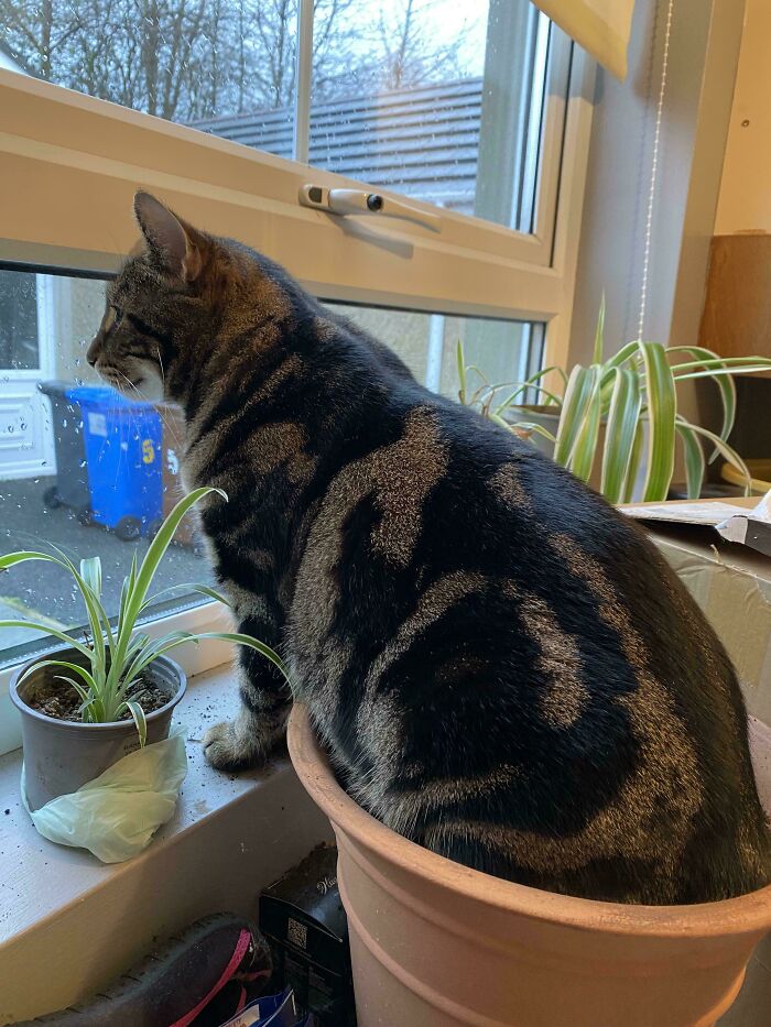 117 Cats Doing Cat Shenanigans And Being Cute At The Same Time