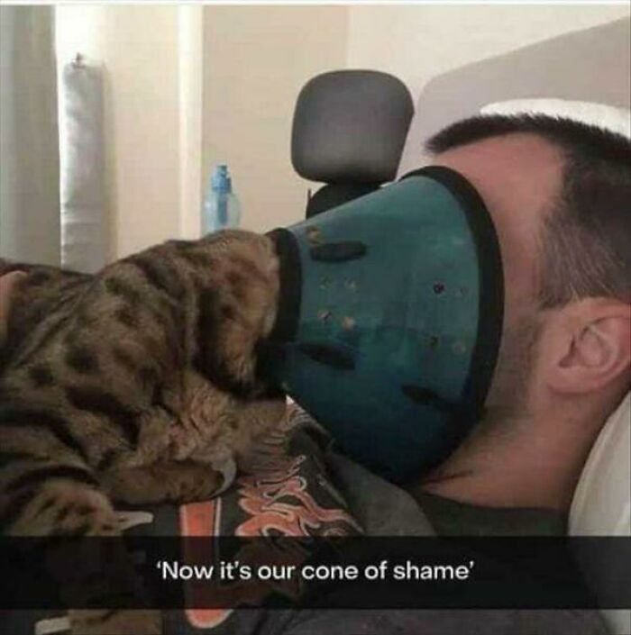 117 Cats Doing Cat Shenanigans And Being Cute At The Same Time