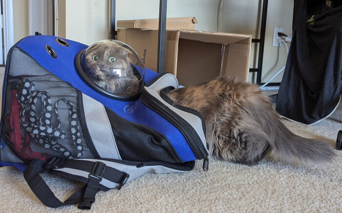 117 Cats Doing Cat Shenanigans And Being Cute At The Same Time