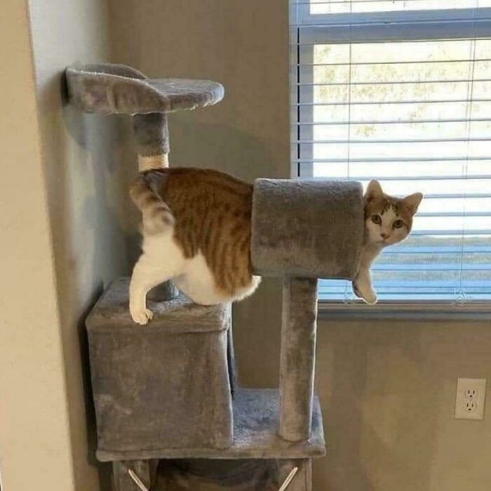 117 Cats Doing Cat Shenanigans And Being Cute At The Same Time