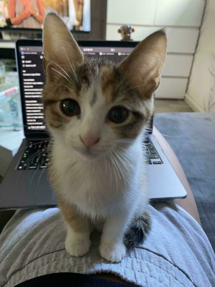 117 Cats Doing Cat Shenanigans And Being Cute At The Same Time